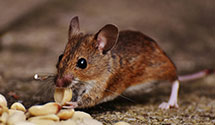 24 Hour & Emergency Exterminators in Steelville, MO